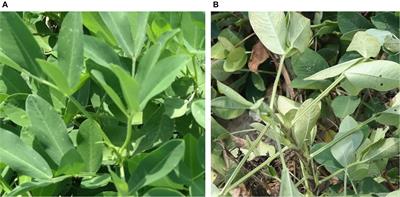 Peanut Leaf Wilting Estimation From RGB Color Indices and Logistic Models